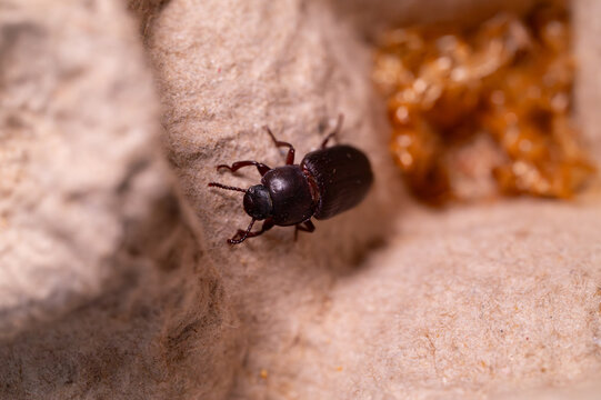 Macro photography of a Tenebrio molitor adult beetle (mealworm beetle) on a textured substrate.