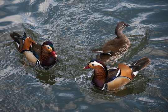 남원 광한루원 연못의 원앙, Mandarin ducks at Gwanghalluwon pond in Namwon