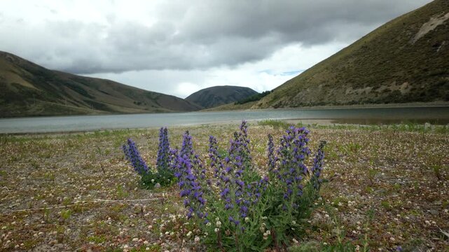 Purple Wildflowers By Mountain Lake Under Storm Clouds