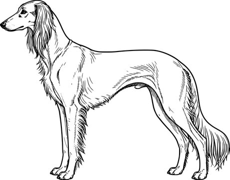 vector illustration of a saluki dog