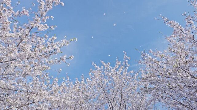 桜　桜吹雪　青空　スローモーション　4K