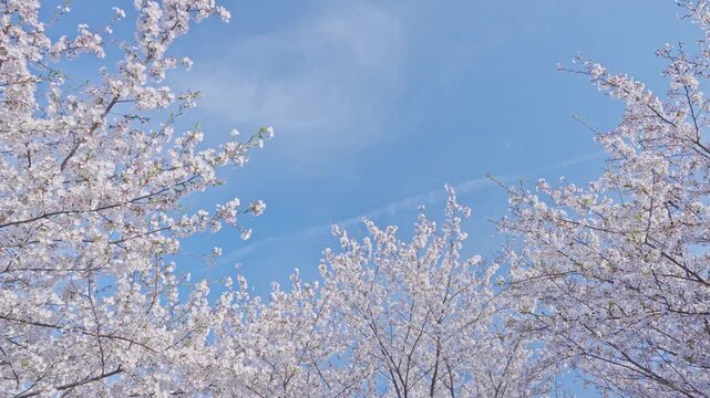 桜　桜吹雪　青空　スローモーション　4K