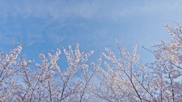 桜　桜吹雪　青空　スローモーション　4K