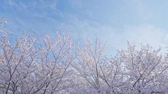 桜　桜吹雪　青空　スローモーション　4K