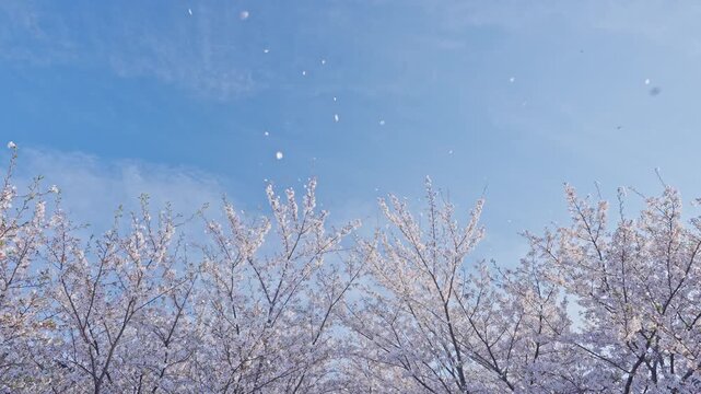 桜　桜吹雪　青空　スローモーション　4K