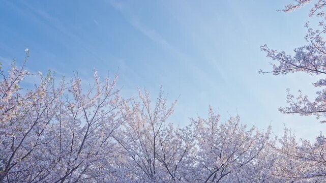 桜　桜吹雪　青空　スローモーション　4K