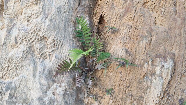 Small Green Plant Growing on Sand Cliff Surface, Nature Survival Concept