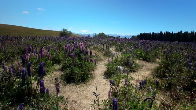 Walking Through Lupin Meadow New Zealand