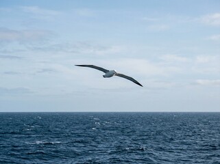 Naklejka premium Majestic Albatross Soaring Over the Vast Blue Ocean with a Wide Wingspan