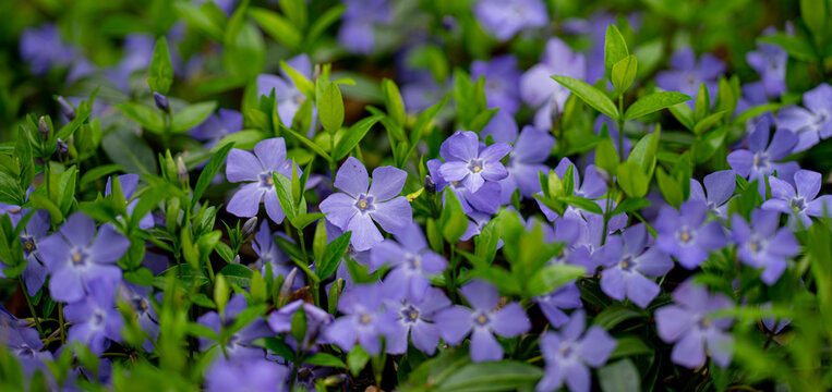 Spring blossom design. Vinca minor, Periwinkle blossom. Spring flower garden. Spring natural petals. Spring colorful beauty.