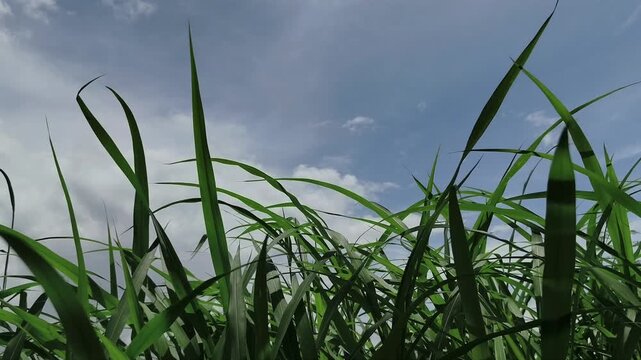 Lush green cogon grass swaying against a bright blue sky with scattered white clouds.