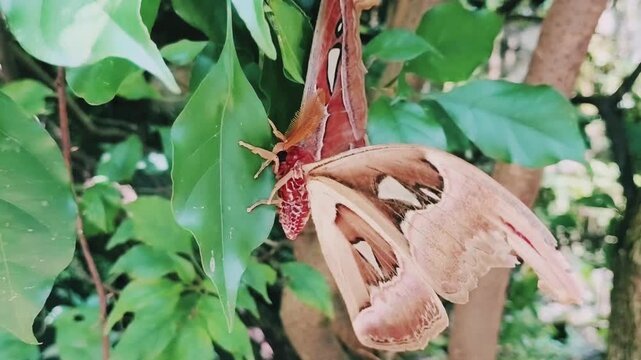 Macro shot of Attacus atlas moth on green leaf.Full view of Attacus atlas, one of the largest moths in the world.