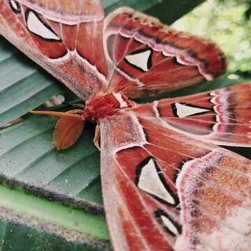 Macro shot of Attacus atlas moth on green leaf.Full view of Attacus atlas, one of the largest moths in the world.