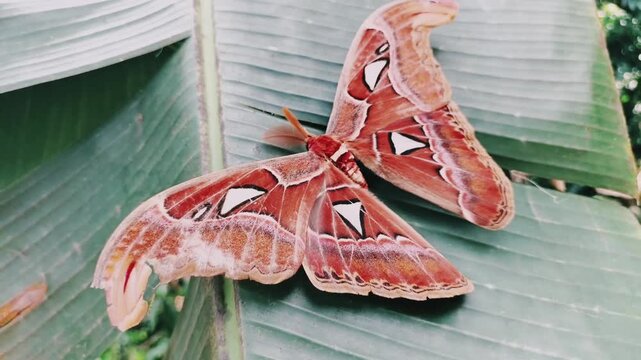 Macro shot of Attacus atlas moth on green leaf.Full view of Attacus atlas, one of the largest moths in the world.
