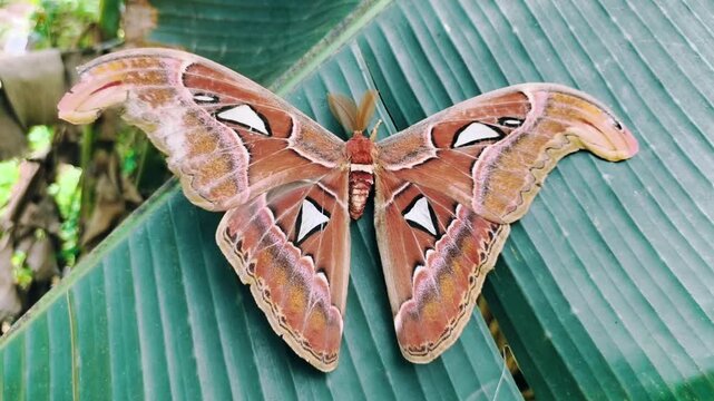 Macro shot of Attacus atlas moth on green leaf.Full view of Attacus atlas, one of the largest moths in the world.