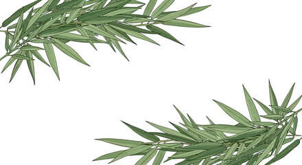 Obraz premium Delicate green branches with slender leaves frame a white background