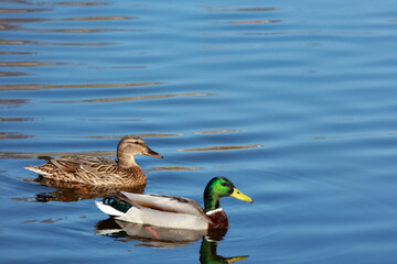Fototapeta premium Pair of mallard ducks swimming in blue water