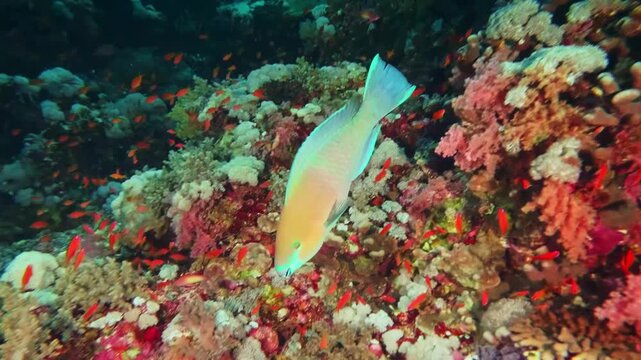 underwater scene featuring a beautiful, colorful parrotfish gracefully swimming above a vibrant coral reef. This footage captures the serene beauty and rich biodiversity of a healthy marine ecosystem,