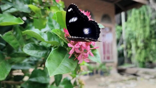 A black butterfly is perched on pink ixora flowers. 
