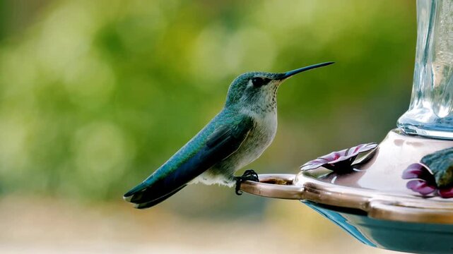 A video of hummingbirds feeding from a bird feeder in a garden