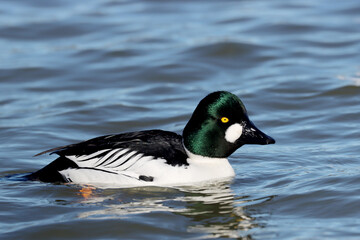 Fototapeta premium Common goldeneye