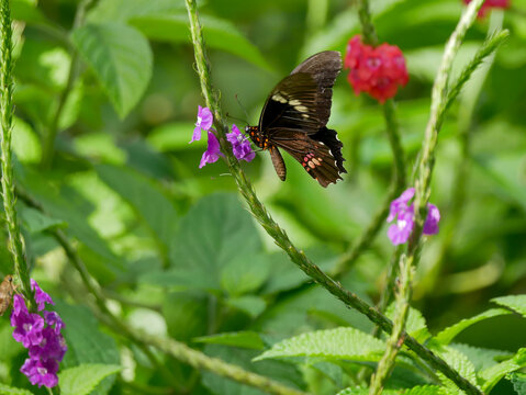 A Common Paride (Parides iphidamas), photographed in Tortuguero National Park.