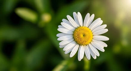 Obraz premium A single white daisy flower with a vibrant yellow center blooming in a soft green garden setting illustration