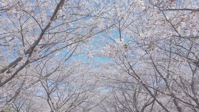 桜　青空　ジンバル