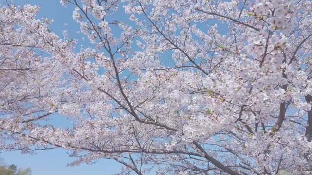 桜　青空　ジンバル