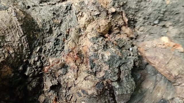 Weaver ants (Oecophylla smaragdina) crawling on the bark of an old tree. Wildlife concept of insects in their natural tropical forest habitat