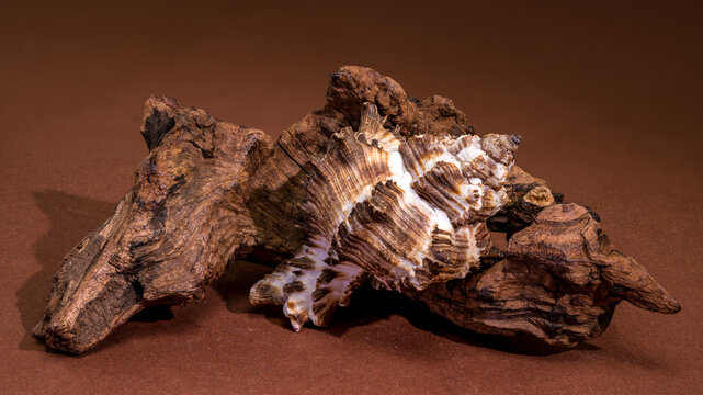 Endive Murex seashell Murex endivia resting on natural driftwood