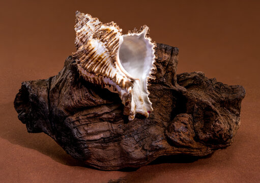 Endive Murex seashell Murex endivia resting on natural driftwood