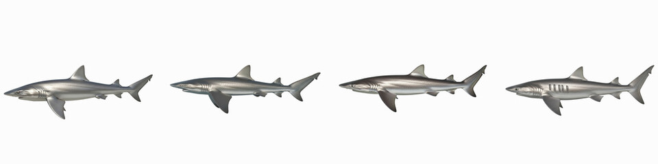 Fototapeta premium Collection of four metallic silver shark figures isolated on black background