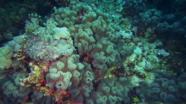 underwater footage showcases a thriving coral reef ecosystem, teeming with diverse marine life. Soft corals, hard corals, and various reef inhabitants create a stunning and colorful spectacle in the c