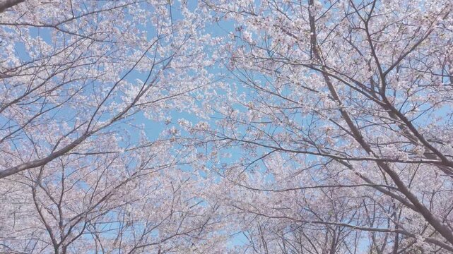 桜　青空　ジンバル