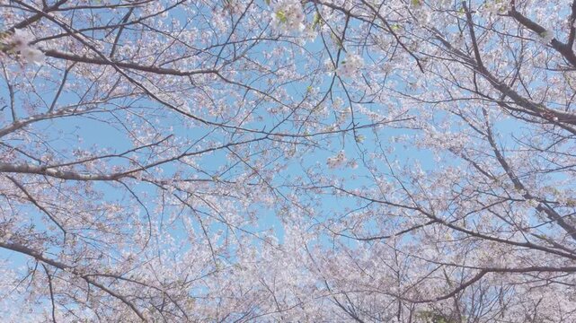 桜　青空　ジンバル