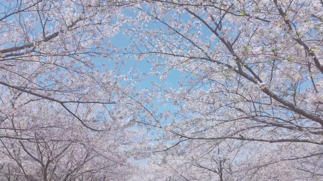 桜　青空　ジンバル
