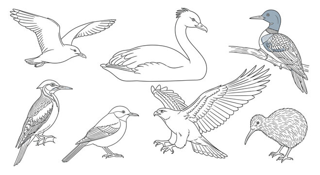 Diverse collection of water and land birds such as a seagull, swan, loon, and kiwi in a detailed line art style.