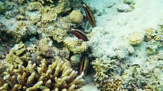 Close up view of a small school of colorful Goatfish gracefully navigating a pristine coral reef ecosystem. The crystal clear ocean water highlights the intricate details of the fish and the diverse m
