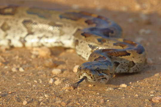 S&uuml;dlicher Felsenpython / Southern African rock python / Python natalensis