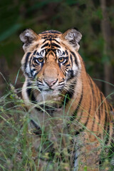 Obraz premium majestic tiger cub