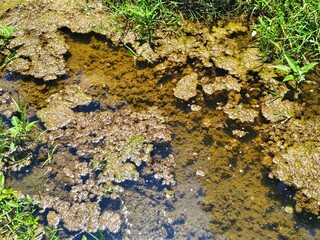Obraz premium Close-up and surface of the waters of a swampy pond or river with shallow current. Dirty moss, algae and sediment with water rippling over next to the green grass. Sunlight creates shimmering caustics