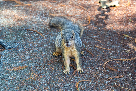 California ground squirrel approaches looking for food