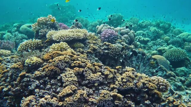 footage capturing a thriving and colorful coral reef teeming with diverse marine life. This underwater scene showcases the intricate beauty of hard and soft corals, various species of fish, and the cl