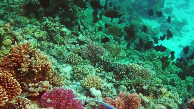 Underwater footage captures a stunning blue angelfish with a distinctive yellow marking, gracefully swimming amidst a vibrant and diverse coral reef teeming with other marine life.