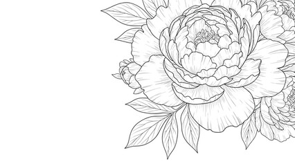 Fototapeta premium Detailed line art drawing of a beautiful peony flower bouquet with leaves in the corner, elegant black and white botanical illustration.