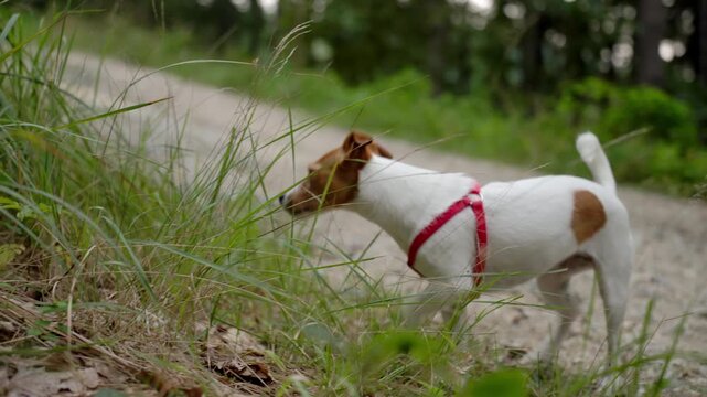 Small dog in harness sniffing ground on rocky forest path. Curious Jack Russell terrier dog walks on trail in green forest. Concept of pet behavior curiosity and outdoor activity