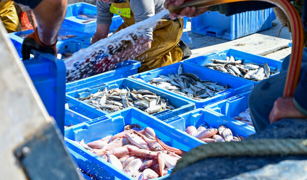 Blue containers with catch of sea fish, ocean delicacies. Industrial catch of fresh fish. Fish auction for wholesalers and restaurants. Pe&ntilde;iscola, Spain. Castell&oacute;n