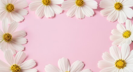 Obraz premium A beautiful floral border of white daisies on a pink background on transparent background