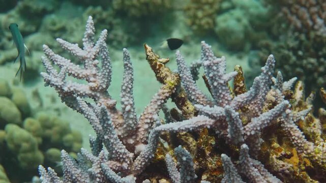 This footage captures the serene beauty of a healthy coral reef ecosystem, showcasing intricate Acropora coral formations and colorful tropical fish swimming gracefully among them.